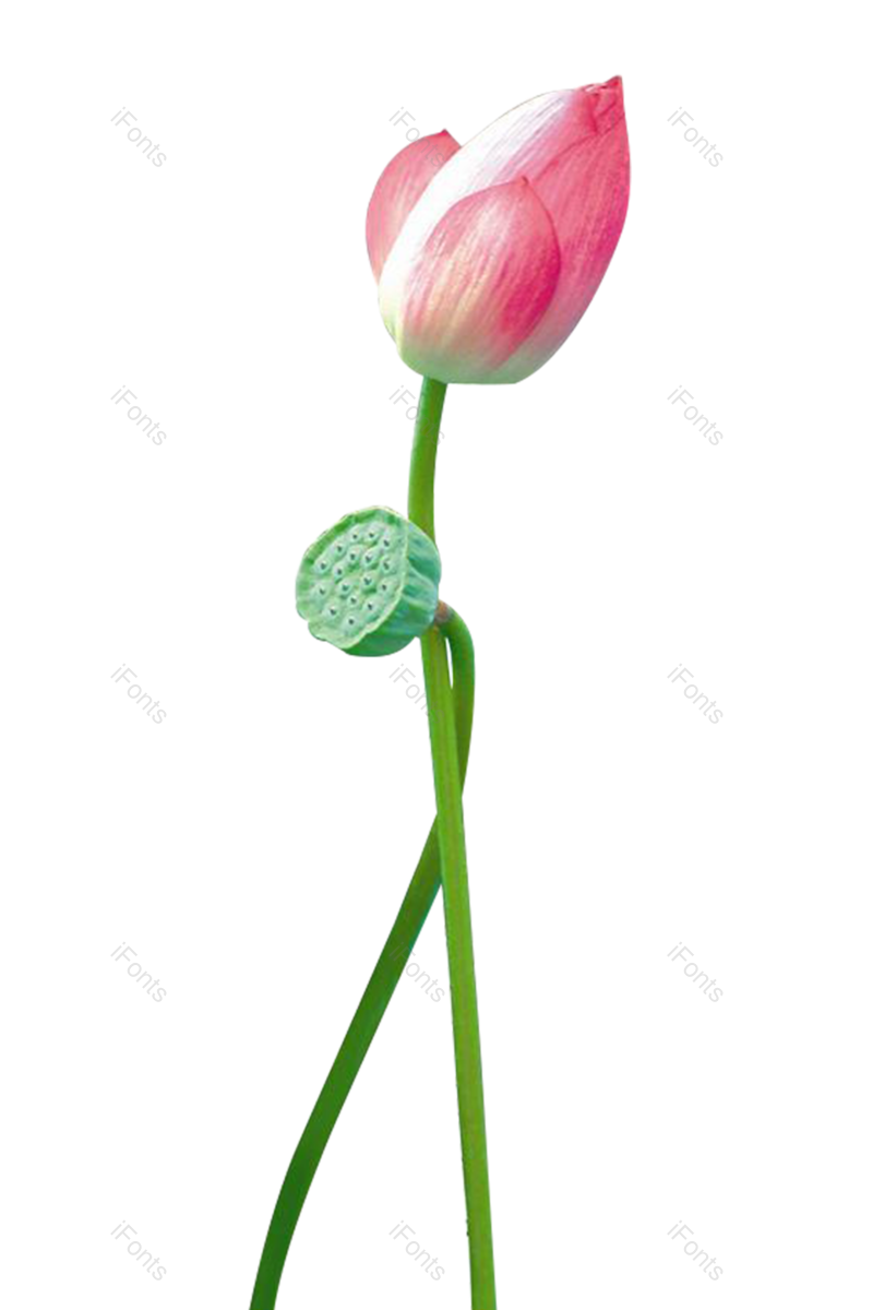 夏至图片,荷花元素,夏天PNG,花卉免抠素材